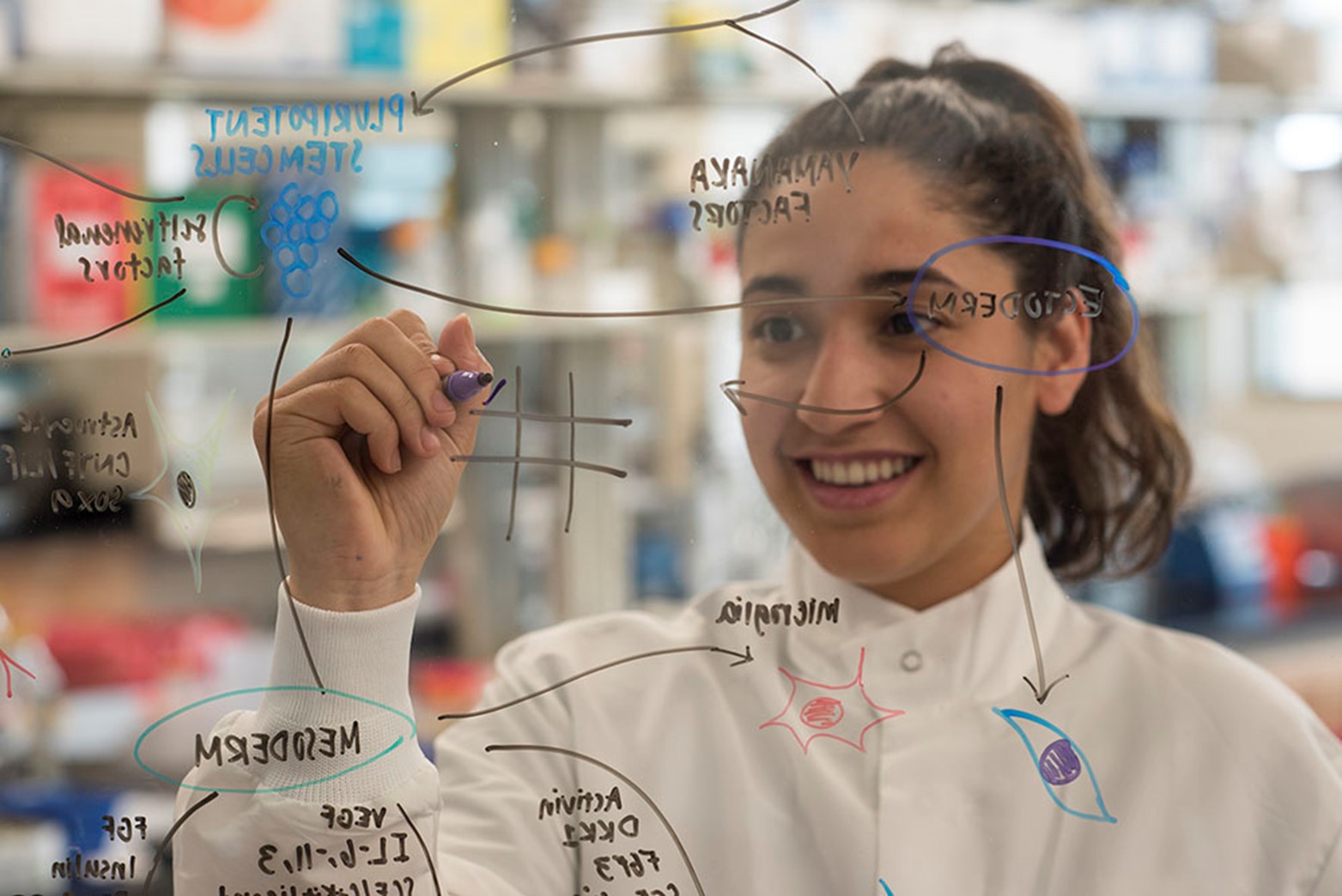 Student writing on a glass board